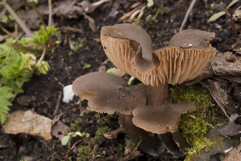 Entoloma vernum